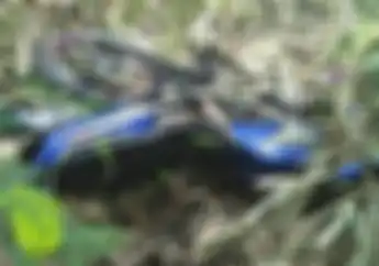 Geger... Kawasaki Ninja 150 Teronggok dan Ada Mayat Membusuk Disebelahnya, Identitas Masih Misterius