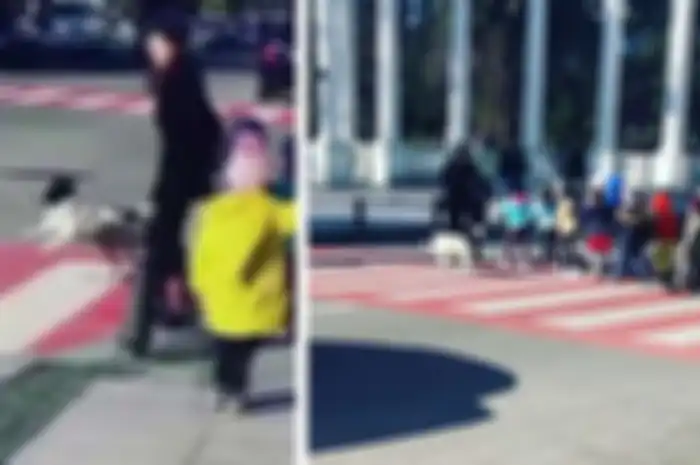 Anjing Liar Ini Jadi Viral karena Selalu Bantu Anak-anak Menyebrang Jalan
