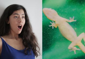 5 Arti Mimpi Kejatuhan Cicak, Benarkah Jadi Pertanda Kematian dan Berita Buruk? Simak Penjelasannya