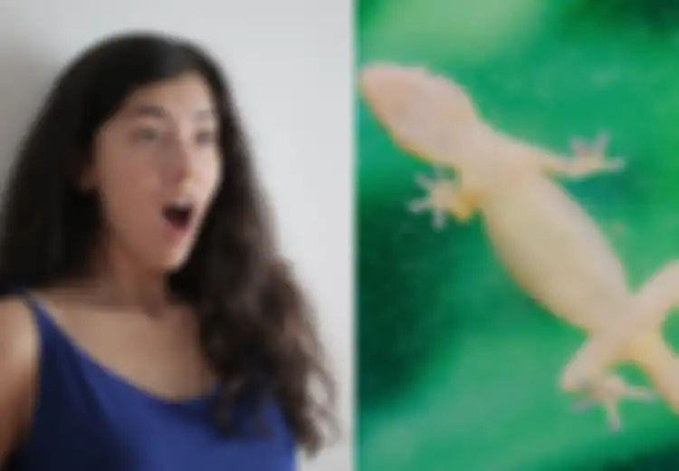 Ini Arti Kejatuhan Cicak Menurut Primbon Jawa,  Pertanda Apa?