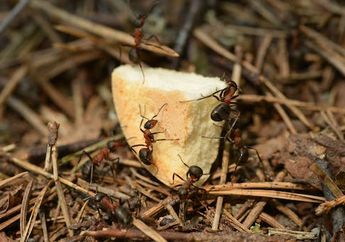 5 Arti Mimpi Memberi Makan Semut Mengandung Pesan Positif dalam Hidup, Rezeki dan Kesejahteraan Akan Datang