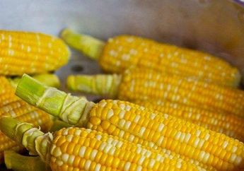 Dikira Bikin Tubuh Sehat, Jagung dan Taoge Bisa Berubah Jadi Malapetaka Buat Pemilik Golongan Darah O