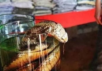 Rendam Ular Sanca Hidup Selama 3 Bulan di Dalam Alkohol untuk Ramuan, Pria Ini Terkejut Mendadak Dipatok dengan Mengenaskan