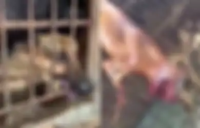 Tangisan Anjing-anjing di Pasar Daging China, Disiksa Tanpa Diberi Makan dan Menanti Giliran untuk Dibakar Hidup-hidup
