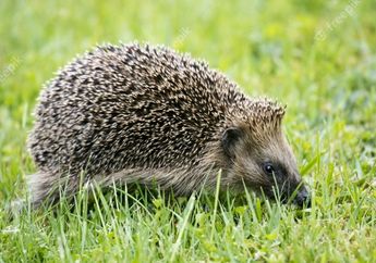 Nyesel karena Baru Tahu Sekarang, Daging Landak Ternyata Menyimpan Manfaat Luar Biasa untuk Kesehatan, Salah Satunya Mencegah Penyakit Berbahaya Ini!
