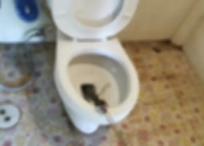 Ular kobra yang ditemukan dalam kloset rumah Adisak Thanomsil.