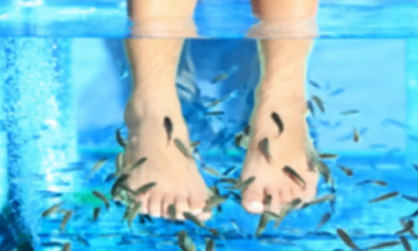 Pria ini Lakukan Spa Ikan, Setelah Selesai Penjaga Toko Terkejut Dapati Semua Ikannya Mati, Ternyata ini yang Terjadi (ilustrasi)