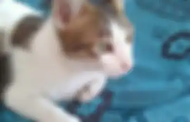 Anjing dan Kucing Tiba-tiba Hilang dan Bisa Pulang ke Rumah Tanpa Tersesat? Ini Alasannya!