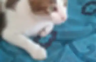 Anjing dan Kucing Tiba-tiba Hilang dan Bisa Pulang ke Rumah Tanpa Tersesat? Ini Alasannya!