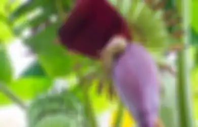 5 Manfaat Jantung Pisang untuk Kesehatan, Salah Satunya Menangkal Infeksi