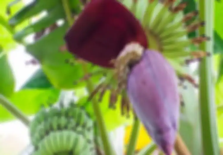 5 Manfaat Jantung Pisang untuk Kesehatan, Salah Satunya Menangkal Infeksi