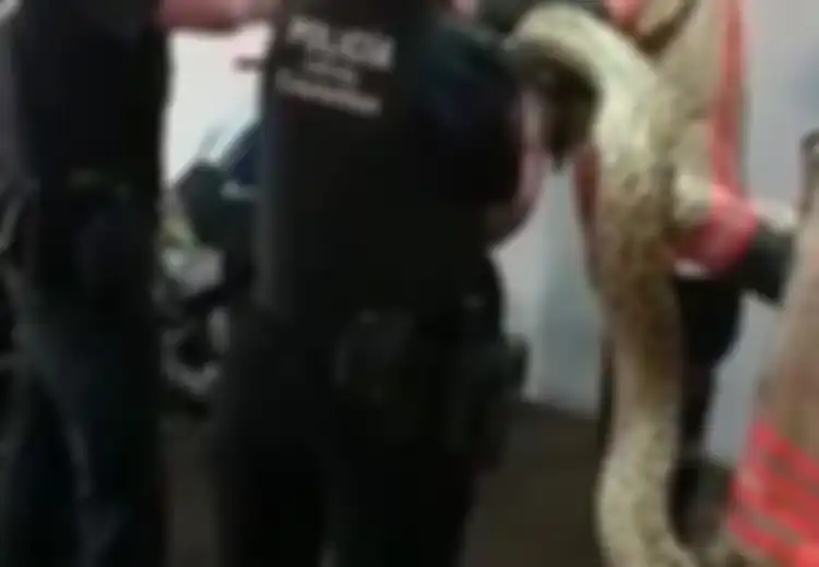 Sedang Enak-enaknya Membuka Jendela, Perempuan Ini Dikagetkan oleh Ular Piton Raksasa yang Terbang ke Tempatnya, Ini yang Kemudian Terjadi