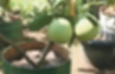 Menanam Buah dalam Pot di Rumah Lebih Menguntungkan, Ini Alasannya