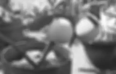 Begini Cara Tanam Tabulampot dan Memilih Jenis Tanamannya