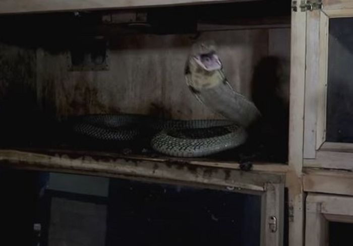 Panji Petualang hampir diterkam Garaga, si ular King Cobra peliharaannya sendiri