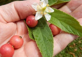 Dibanderol Jutaan Rupiah, Buah Karsen Punya Segudang Manfaat Untuk Tubuh