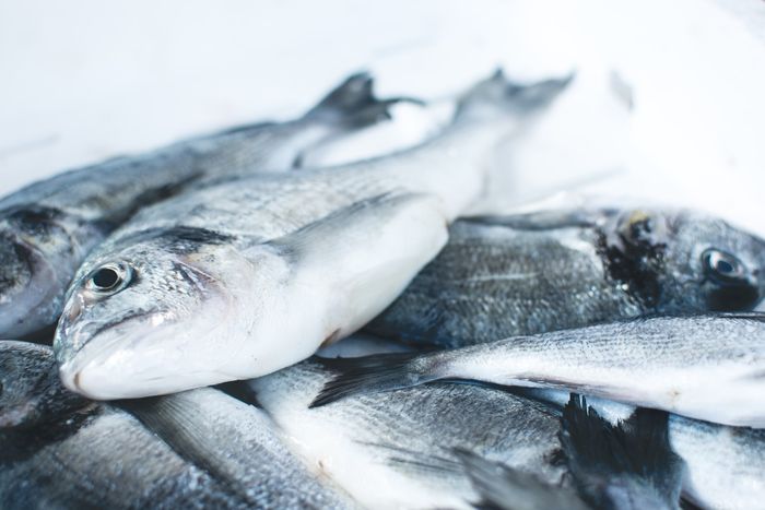 ilustrasi ikan mentah