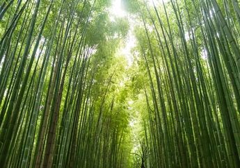 Arti Mimpi Bambu Ada yang Menandakan Tentang Sebuah Keuntungan hingga Masalah Serius, Hati-Hati Bila Melihat Pohon Bambu Seperti Ini Dalam Bunga Tidur!