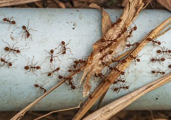 Praktis dan Nggak Ribet! Begini Cara Ampuh Usir Semut yang Berkerumun di Rumah yang Wajib Dicoba, Salah Satunya Cukup Gunakan Air Mendidih Saja