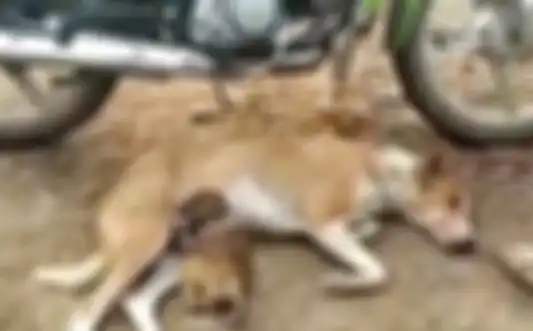 Anjing menyusui bayi monyet yang terlantar