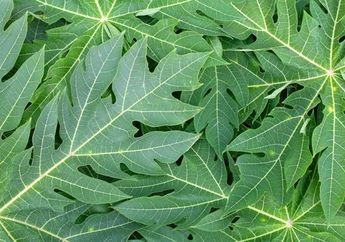 Rahasia Merebus Daun Pepaya Agar Tidak Pahit Saat Dimakan, Langkah-langkah Ini yang Harus Dilakukan!
