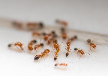 Dijamin Ampuh! 5 Cara Alami Mengusir Semut Membandel di Rumah