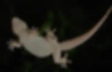 Arti Kejatuhan Cicak Menurut Primbon Jawa, Kejatuhan Cicak di Tangan Pertanda Apa?