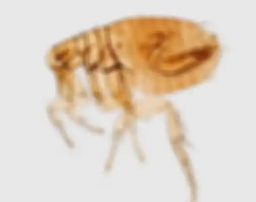 (Ilustrasi) Ada dua jenis tungau yang hidup di wajah kita: Demodex folliculorum dan D. Brevis.
