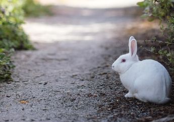 Arti Mimpi Kelinci Ada Kaitannya dengan Anak-Anak, Pertanda Masih Sering Mengingat Masa Lalu?