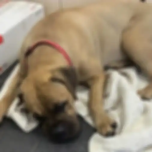 Demi Kembali ke Pemilik yang Menolaknya, Anjing Ini Rela Berjalan 200 Kilometer Sambil Berair Mata, Lihat Videonya!