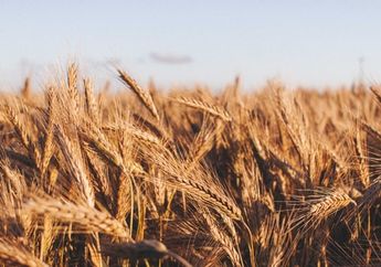 Arti Mimpi Gandum Bisa Bikin Hati Hangat, Pertanda Semua Usaha yang Dilakukan Akhirnya Berbuah Manis?