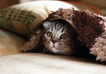 Kucing Kesayangan Pipis Sembarangan? Gak Usah Jengkel, Begini Caranya untuk Menghilangkan Bau Pesing Pipis Kucing, Mudah!