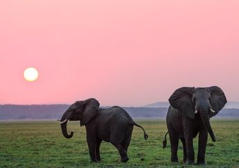 Arti Mimpi Gajah Seolah Tunjukkan Pesan tentang Kekesalan, namun Ada Kabar Bahagia Ini Juga, Berikut Tafsirannya