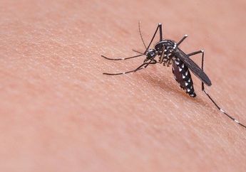 Selain Minyak Kayu Putih, Ternyata Ini Dia Bahan-Bahan Rumahan yang Bisa Membantu Mengobati Gigi Nyamuk, Mari Disimak!