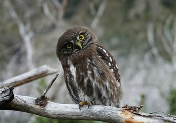 Arti Mimpi Burung Hantu Bisa Punya Makna tentang Sebuah Kemenangan, tapi Tetap Jaga Kewaspadaan Karena Ada Peringatan Ini