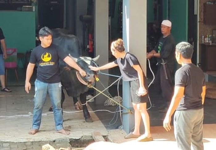 Ayu Ting Ting saat tenangkan sapi kurbannya di Depok, Jawa Barat pada Kamis (27/6/2023).