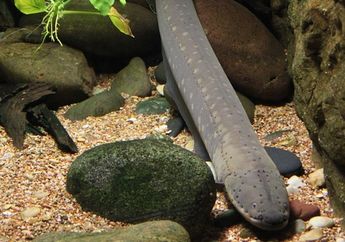 Arti Mimpi Menangkap Belut Tak Selalu Baik, Konon Simbol Rasa Tidak Percaya Diri hingga Rasa Cemburu Berlebihan