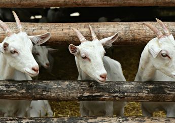 Arti Mimpi Menyembelih Kambing, Tanda Sedang Terpuruk, Lepaskan Diri dari Hal-hal yang Membebani Anda!