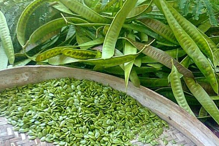 Manfaat petai Cina.