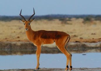 Arti Mimpi Kijang Bisa Buat Bahagia Sekaligus Khawatir, Semua Gegara Kecewa dengan Hal Ini?