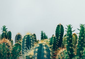 Arti Mimpi Kaktus Bisa Jadi Melambangkan Sebuah Kerusakan Gegara Hal Ini, Berikut Ini Tafsiran Selengkapnya!