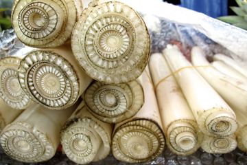 Kalau Saja Tahu Manfaat Batang Pohon Pisang Bisa Cegah Penyakit Mematikan, Kita Pasti Tidak Perlu Lagi Beli Obat Mahal