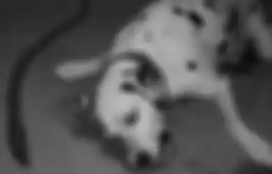 Anjing Peliharaan Ini Pertaruhkan Nyawa Demi Selamatkan Majikannya