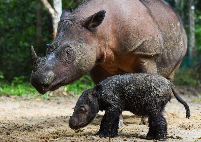 Rosa berpose bersama dengan anak bayinya. Kelahiran ini menambah udara segar dalam usaha konservasi badak sumatra yang terancam punah.