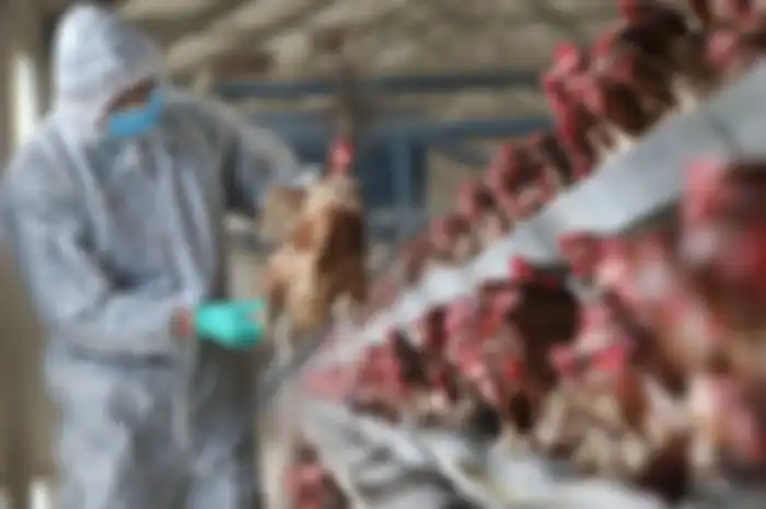 Pertama di Dunia, Rusia Konfirmasi Kasus Baru Virus Flu Burung H5N8 Menular ke Manusia, 7 Pekerja Pabrik Unggas Terinfeksi pada Desember