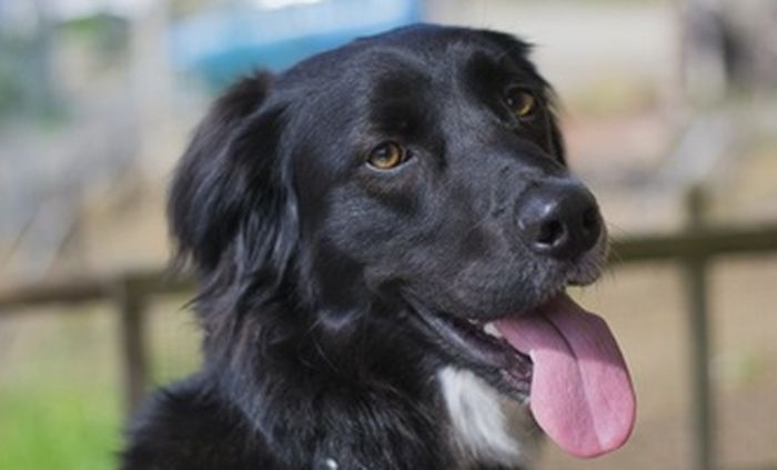 (Ilustrasi) simak baik-baik arti mimpi anjing hitam berikut.