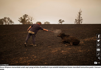 Kisah Seorang Peternak yang Terpaksa Tembak Mati 20 Ekor Sapinya Usai Terjadi Peristiwa Memilukan, Tak Punya Pilihan Lain di saat Sapi Lainnya Terancam Kelaparan