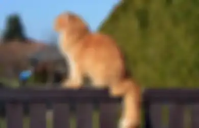 Kucing Berwarna Oranye di Dunia 80% Berkelamin Jantan, Kok Bisa?