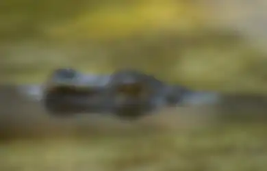 Berhasil Ditemukan Usai Dilaporkan Hilang, Jasad Seorang Wanita Asal Jambi Ini Kepergok Masih Tergigit di Rahang Buaya, Warga: Jika Terlambat Sedikit...