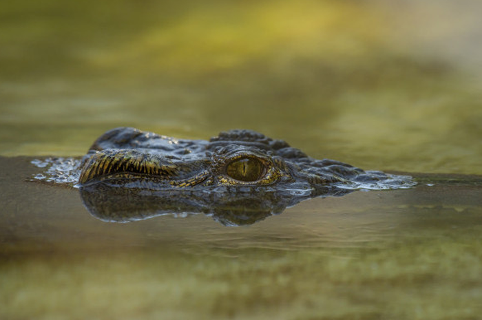 Ilustrasi buaya